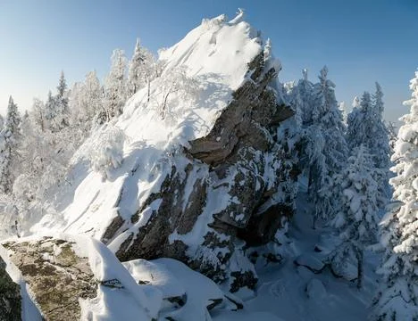 The pine forest is covered with fluffy snow. Meet 2022 Stock Photos