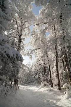 The pine forest is covered with fluffy snow. Meet 2022 Stock Photos