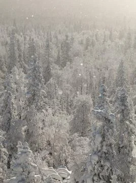 The pine forest is covered with fluffy snow. Meet 2022 Stock Photos