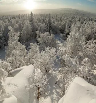 The pine forest is covered with fluffy snow. Meet 2022 Stock Photos