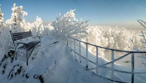 The pine forest is covered with fluffy snow. Meet 2022 Stock Photos