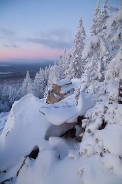 The pine forest is covered with fluffy snow. Meet 2022 Stock Photos