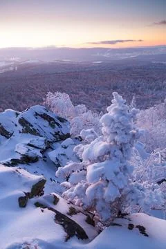 The pine forest is covered with fluffy snow. Meet 2022 Stock Photos