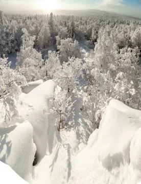 The pine forest is covered with fluffy snow. Meet 2022 Stock Photos