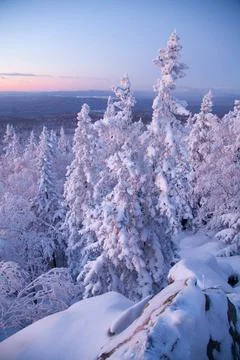 The pine forest is covered with fluffy snow. Meet 2022 Stock Photos