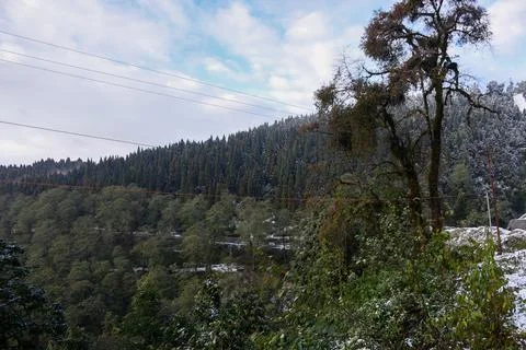 Pine forest covered with fresh snow, Kalimpong Stock Photos