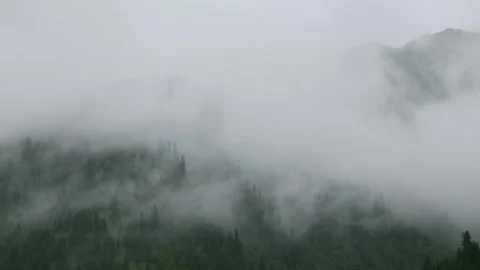 Pine forest covered by moving clouds and mist Stock Footage 341516502