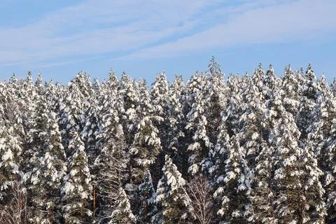 Pine forest covered with snow against blue sky. Winter landscape. Stock Photos