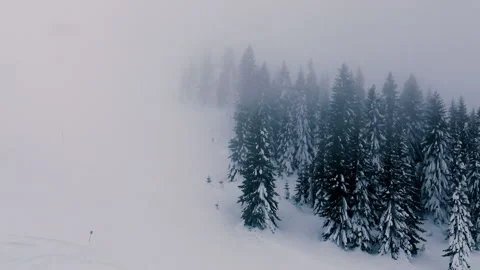 Pine forest covered with snow and fog during windy day. Video stock 151919336