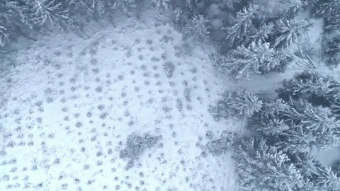 Pine forest covered in snow with cut down land plot, aerial top down view Stock Footage 229070368