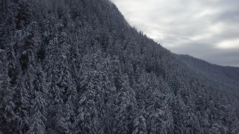 Pine forest covered with snow on the mountain slope Stock Footage 104529205