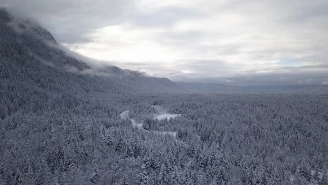 Pine forest covered with snow on the mountain slope Stock Footage 104529848