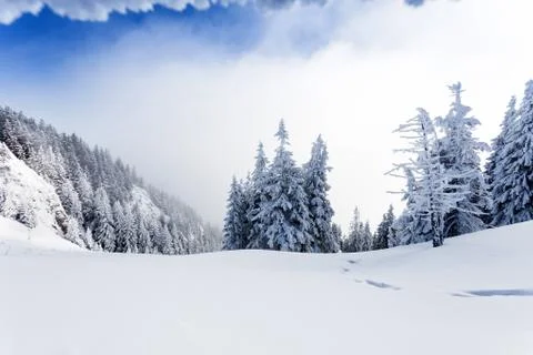 Pine forest covered in snow Stock Photos