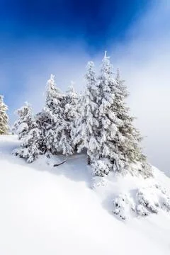 Pine forest covered in snow Stock Photos