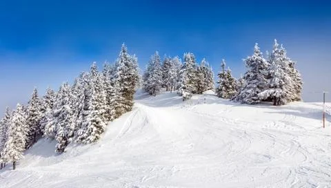 Pine forest covered in snow Stock Photos