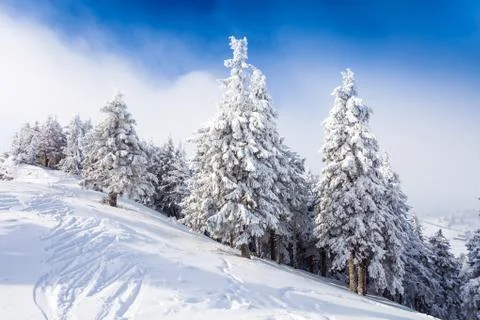 Pine forest covered in snow Stock Photos