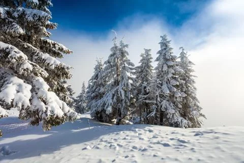 Pine forest covered in snow Stock Photos