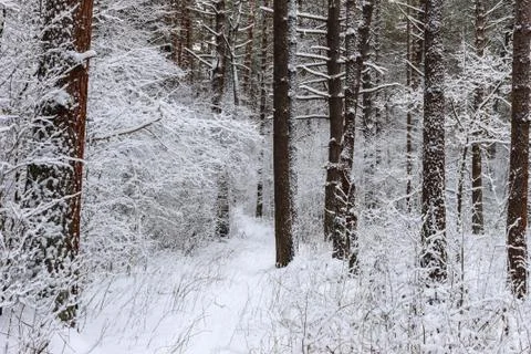 Pine forest covered with snow Stock Photos