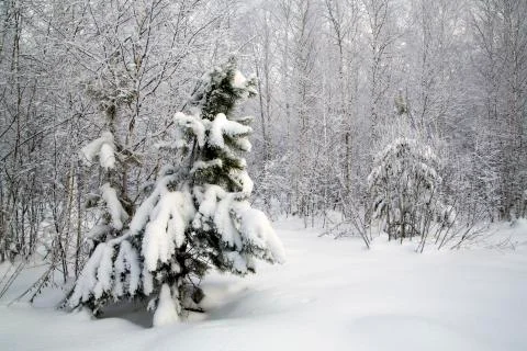 Pine in the forest covered with snow Stock Photos