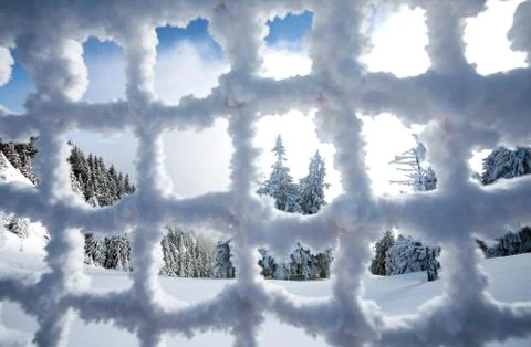 Pine forest covered in snow seen trough a frozen fence Stock Photos