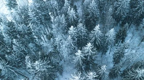 Pine forest covered on snow from the top Stock Photos