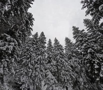 Pine forest covered with snow, view from below. Jizera Mountains, Poland Stock Photos