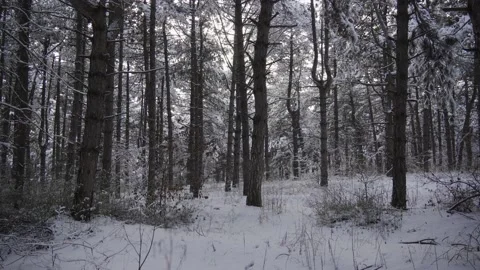 Pine forest covered with snow in winter season. Video stock 167898361