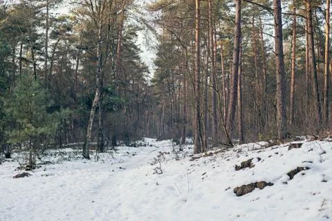 Pine forest covered in snow in winter. Stock Photos