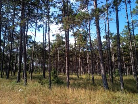 Pine forest in Crimea. light forest of pines. Stock Photos