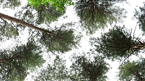 Pine forest crowns on a summer day in the Siberian taiga Stock Footage 168571645