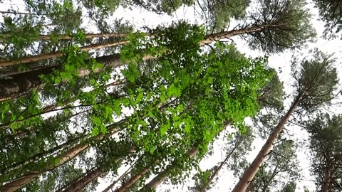 Pine forest crowns on a summer day in the Siberian taiga Stock Footage 168571665