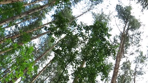 Pine forest crowns on a summer day in the Siberian taiga Stock Footage 168571687
