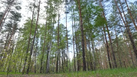 Pine forest. The crowns of trees against the blue sky. Stock Footage 194415109