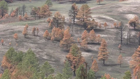 Pine Forest Custer State Park Burned Dead Trees Brown Needles Fire Post-fire Stock Footage 132876475