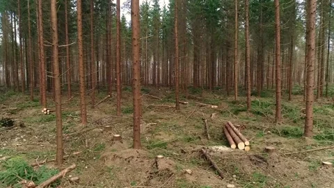 Pine forest with cut trees. Forestry works Stock Footage 136928840