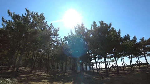 Pine Forest of Daedepo Beach in Busan Stock Footage 101004240