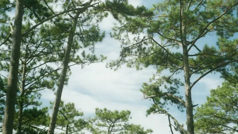 Pine forest in Dalat city Stock Footage 154843032