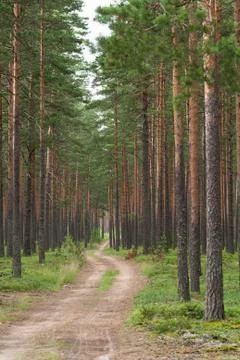Pine forest in day summer Stock Photos