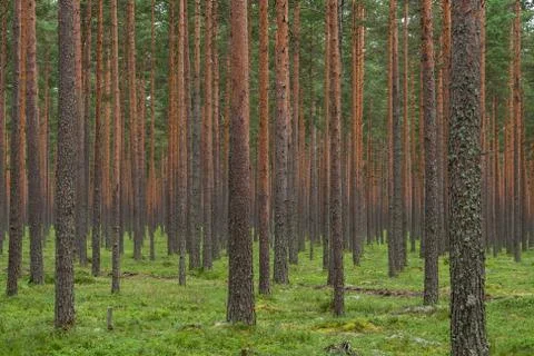 Pine forest in day summer Stock Photos