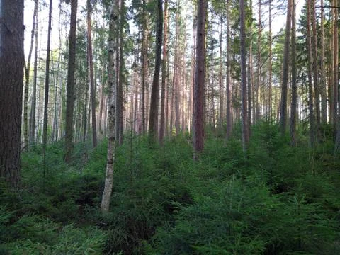 Pine forest in the daytime Stock Photos