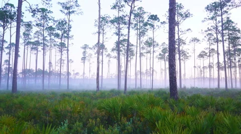 Pine Forest in Deep South Stock Footage 64293705