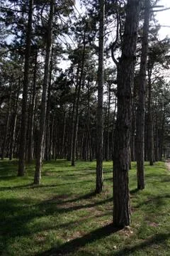Pine forest with densely growing trees in spring on a sunny day Stock Photos