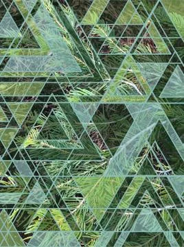 Pine Forest Dimension Stock Photos