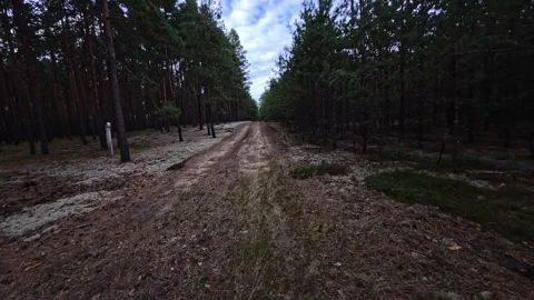 Pine Forest Dirt Path with Lichen and Tree Guards, Notecka Forest Poland Stock Footage 345499224