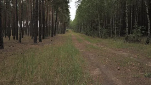 Pine Forest Dirt Path Rack Focus and Pan – Puszcza Notecka, Poland Stock Footage 343131836