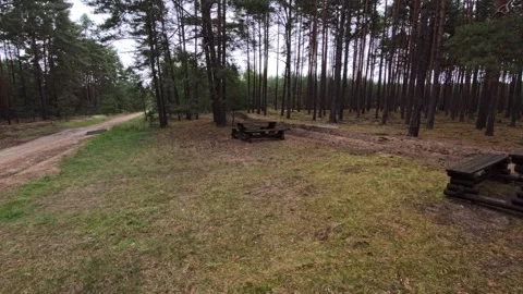 Pine Forest Dirt Road and Picnic Area — Overcast Late Summer Pan Video stock 346810106