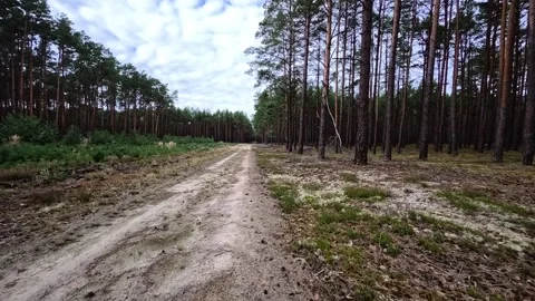 Pine Forest Dirt Track Walking Shot Puszcza Notecka Poland Overcast Late Summer Stock Footage 345499112