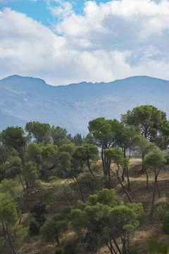 Pine forest with distant mountain backdrop Stock Photos