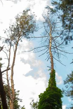 Pine forest with distorted old trunks entwined with wild grapes, selective fo Stock Photos