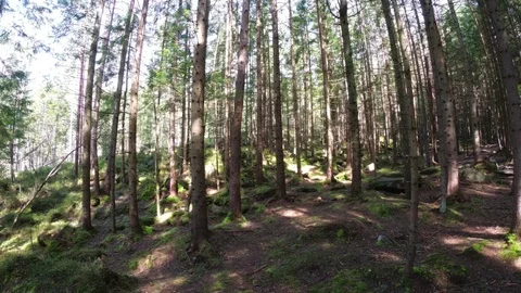 Pine Forest on Dovbush Trail in Ukraine. 4k Ultra HD video Stockbeeldmateriaal 99018804